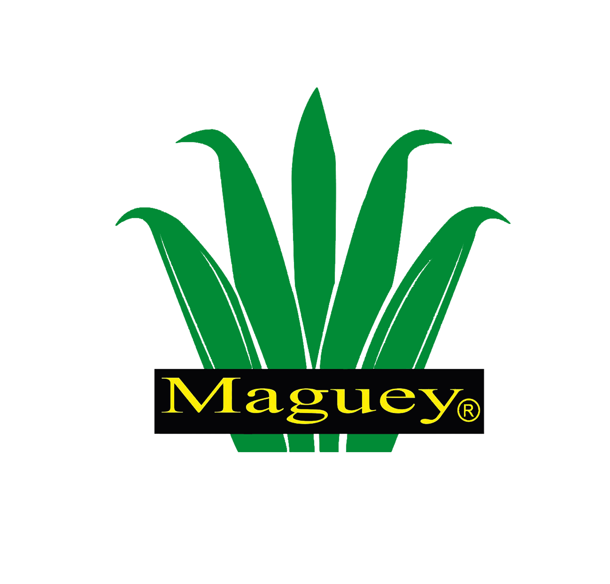 Maguey